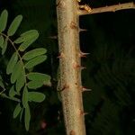 Caesalpinia decapetala Coajă