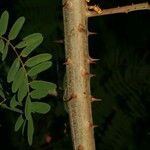 Caesalpinia decapetala Casca