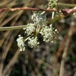 Seseli tortuosum Flower