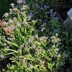 Pulmonaria officinalisЦвят