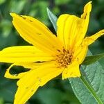 Helianthus divaricatusBlomst