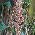 Heliconia vellerigera Flor