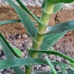 Aloe striatula Kůra