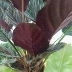 Calathea sanderiana Hoja
