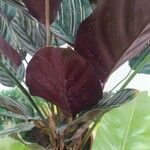 Calathea sanderiana Blad