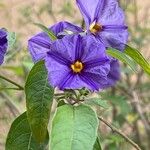 Lycianthes rantonnetii Likasa