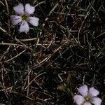 Petrorhagia saxifraga 花