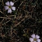 Petrorhagia saxifraga Цвят