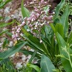Limonium dendroides Mosusu