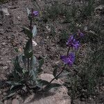 Penstemon osterhoutii