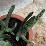 Gasteria obliqua Leaf