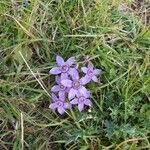 Gentianella anisodonta