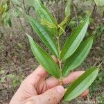 Miconia minutiflora Лист