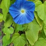 Ipomoea tricolor 花