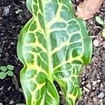 Arum italicumLeaf