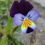 Viola tricolor Květ