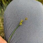 Carex echinata 葉