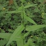 Rumex conglomeratus Blatt