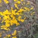 Cytisus galianoi Floare