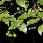 Psychotria graciliflora