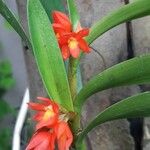 Scaphyglottis imbricata 花