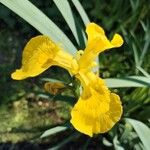 Iris pseudacorus Кветка