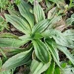 Plantago serraria Foglia