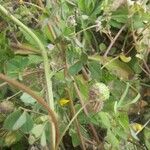 Medicago rigidula Mosusu