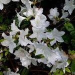 Rhododendron simsii Celota