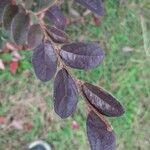 Cotoneaster zabelii ഇല