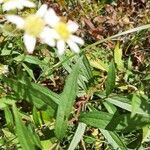 Doellingeria umbellata Hoja