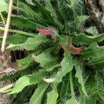Hieracium villosum Leaf