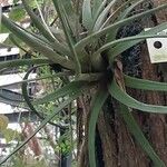 Tillandsia fasciculata Blad