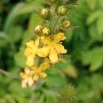 Agrimonia eupatoria फूल