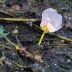 Ranunculus peltatus Fiore