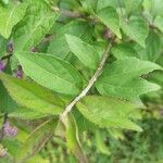 Callicarpa americana Hoja