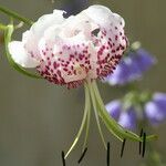 Lilium speciosum Virág