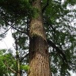 Sequoia sempervirens Habitat