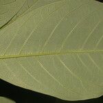 Daphnopsis costaricensis Leaf