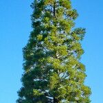 Cryptomeria japonica Агульны выгляд