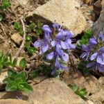 Veronica nummularia Habit