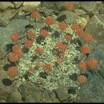 Eriogonum ovalifolium Habit