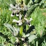 Vicia faba Flower