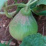 Cucumis melo Φρούτο