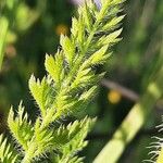 Daucus muricatus Leaf