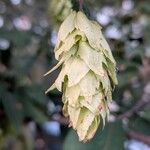 Carpinus japonica Fruit