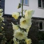 Alcea roseaFlower