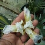 Iris albicans Virág