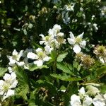 Rubus pensilvanicus Habitus