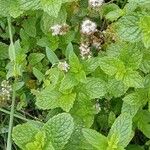 Mentha × rotundifolia Vekstform